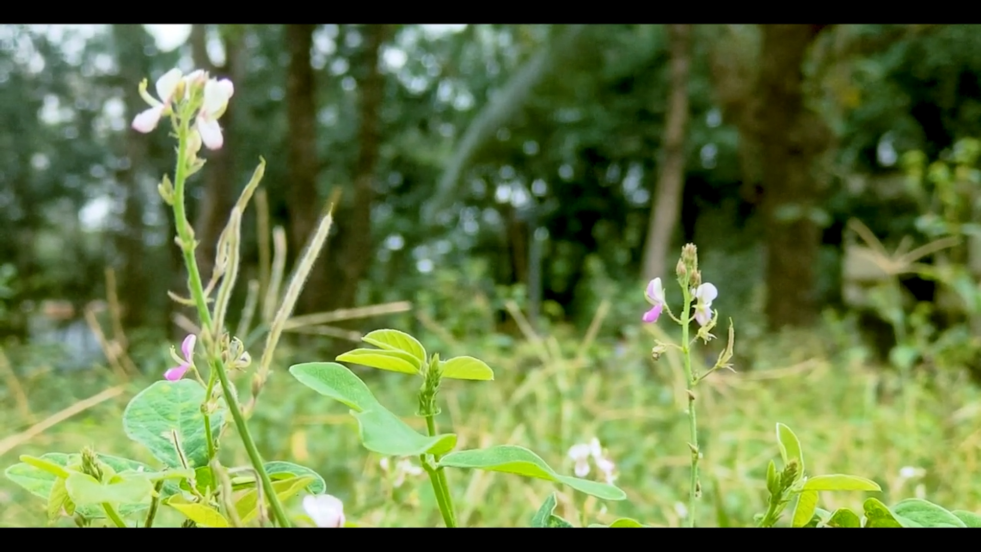 Cinematic Nature Shot